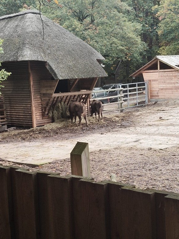 Photo of European bison in the nature reserve