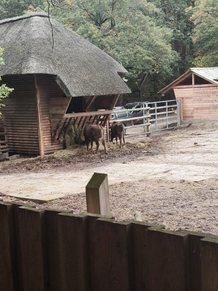 Photo of European bison in the nature reserve