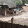 Photo of European bison in the nature reserve
