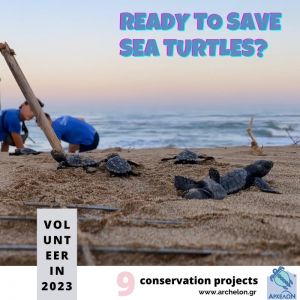  +1 volunteer / internship projects for sea turtle conservation and rescue